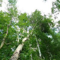 Упала осина :: Екатерина Панова