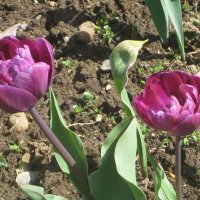 Два брата лиловых :: Дмитрий Никитин