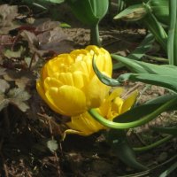 Тюльпан Помпонетте :: Дмитрий Никитин