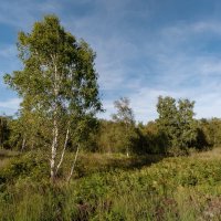 Про берёзку... :: Николай Гирш Про берёзку... :: Николай Гирш