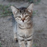 Будущий тигръ) :: Олегъ Петрович