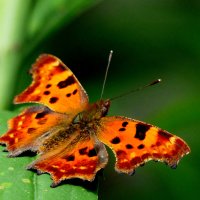 опять про бабочек...213 :: Александр Прокудин