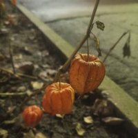 Физалис :: Сапсан 