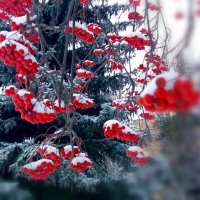 Природа нас снежком слегла порадовала,но не надолго :: Galina Solovova