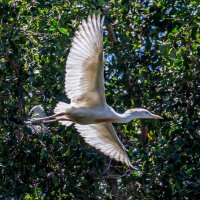 תל אביב :: Андрей 