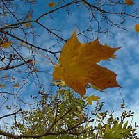 ***лист кленовый*** :: Olga Oskolkova