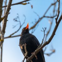 Черный дрозд :: Владимир Лазарев