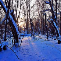 Январь...Вечер на левобережье Юганской Оби. :: Владимир 