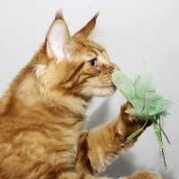 Мейн-кун :: Светлана Ищенко