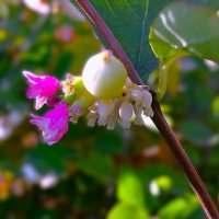 ***снежноягодник в осени*** :: Olga Oskolkova