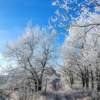 В морозной тишине :: Наталья Димова