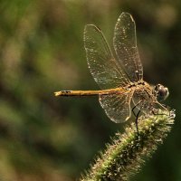 ...крылья... :: Александр Герасенков
