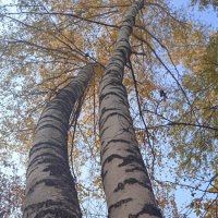 прекрасный октябрь :: Елена Шаламова