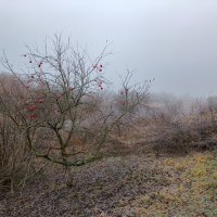 Вот такая у нас нынче зима :: Sergei Vikulov