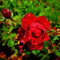 дождик прошел... :: Александр Герасенков