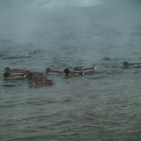 Мой город - ЗИМА УТКИ-утки :: Владимир Максимов