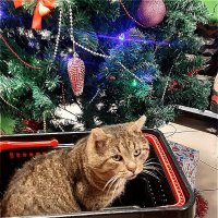 Васик старожил нашего магазина! :: Нина Андронова