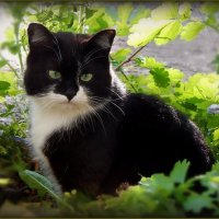 Красотка :: Валентина Надсон