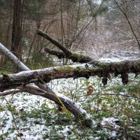 По Лесным Дорожкам :: юрий поляков