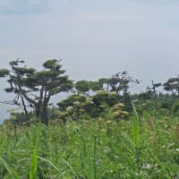 Японские сосны. :: ИРЭН@ .