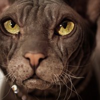 Серьёзный..., но добрый внутри) :: Лилия .