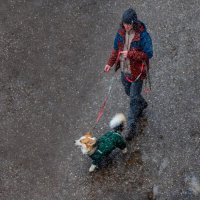 В такую погоду Вы сидите дома ... если у Вас нет собаки. :: Анатолий. Chesnavik.