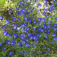 Лобелия :: Freddy 97