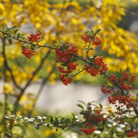 Наш декабрь :: Светлана Тихонина