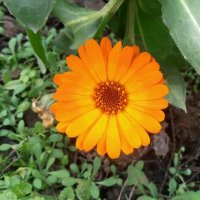 Предновогодний цветок :: Наталья 