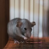 новый любимчик детей, вернее любимица :: Артём 