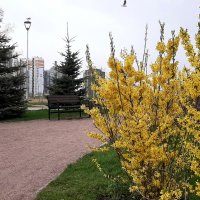 Весна 2025. Май :: Наталья Герасимова