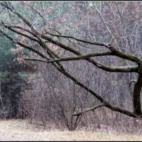 Декабрь в миноре. :: Егор Бабанов