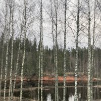 Березы :: Ольга Савельева 