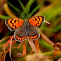 опять про бабочек...220 :: Александр Прокудин