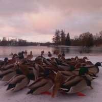 Утки :: Сапсан 