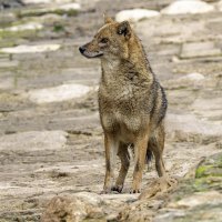 Золотистый шакал. :: Alexander Amromin