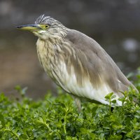 Жёлтая цапля. :: Alexander Amromin