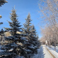 Свежий снежок. :: Андрей Хлопонин