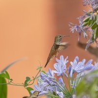 Колибри :: Svetlana Galvez