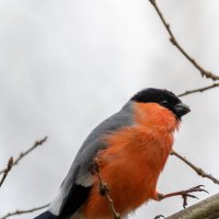 Снегирь :: Владимир Лазарев