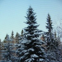 Лесная красавица :: Людмила Смородинская