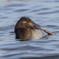 турпан. :: юрий макаров