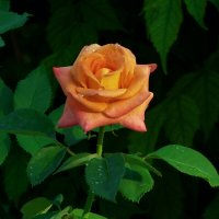 Оранжевая  Флорибунда :: Валентин Семчишин