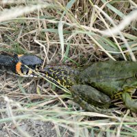 Собрался плотно пообедать... :: Надежда Куркина 