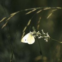 *** :: Александр. AVG100 ---