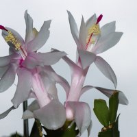 Цветение... :: Галина Ильясова