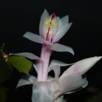 Цветение... :: Галина Ильясова