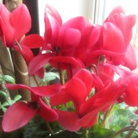 Цикломен :: Елена Семигина