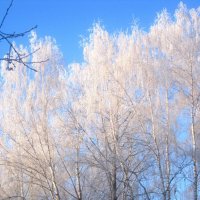 Мороз :: Елена Семигина