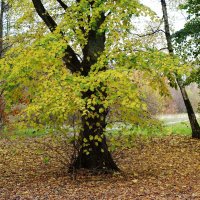 Ашманн парк, Калининград :: Рита Симонова